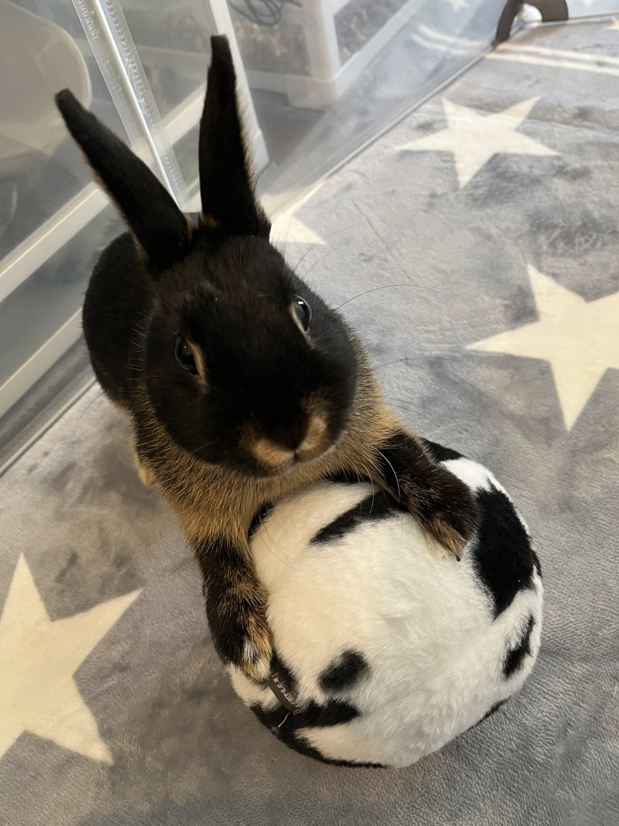 楽しいねえ☺️

#ネザーランドドワーフ
#うさぎのいるくらし