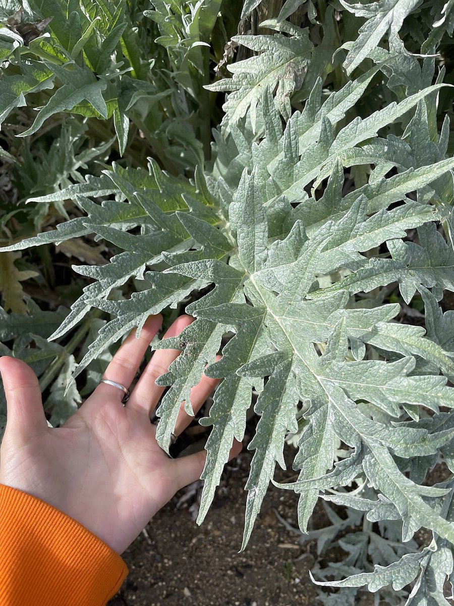 오차원ochawon tweet media