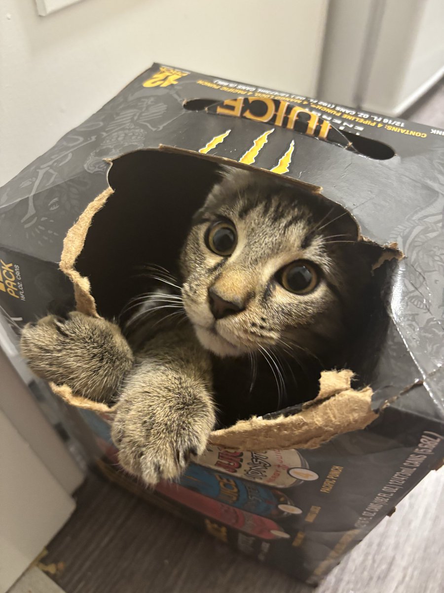 choey alt tweet media