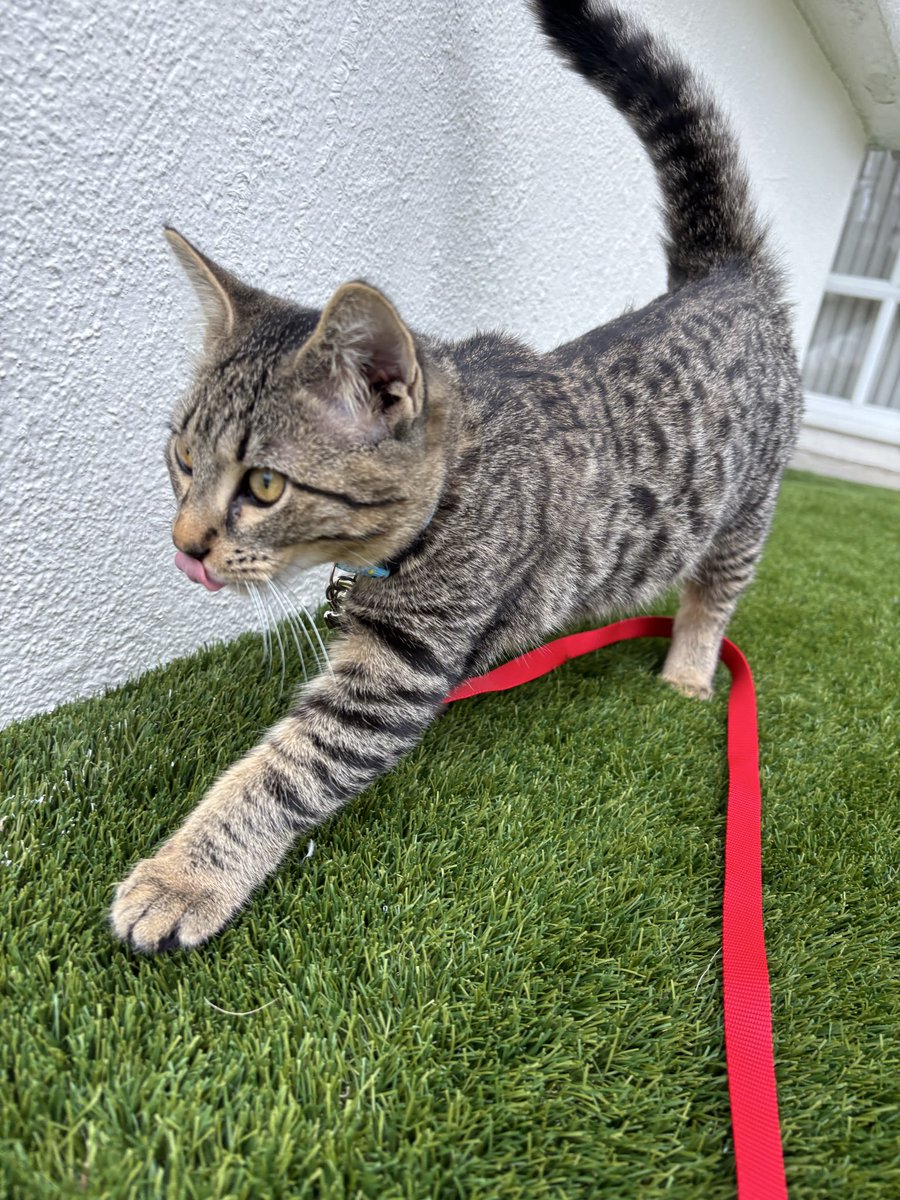 choey alt tweet media