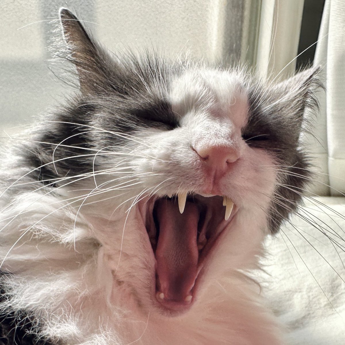 ししまるもも®︎ (@sisimaru_momo) / Posts / X