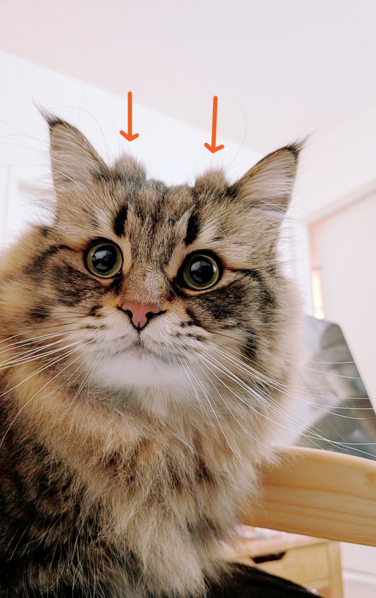 ymnc_rf's tweet image. ツノ（抜けない）