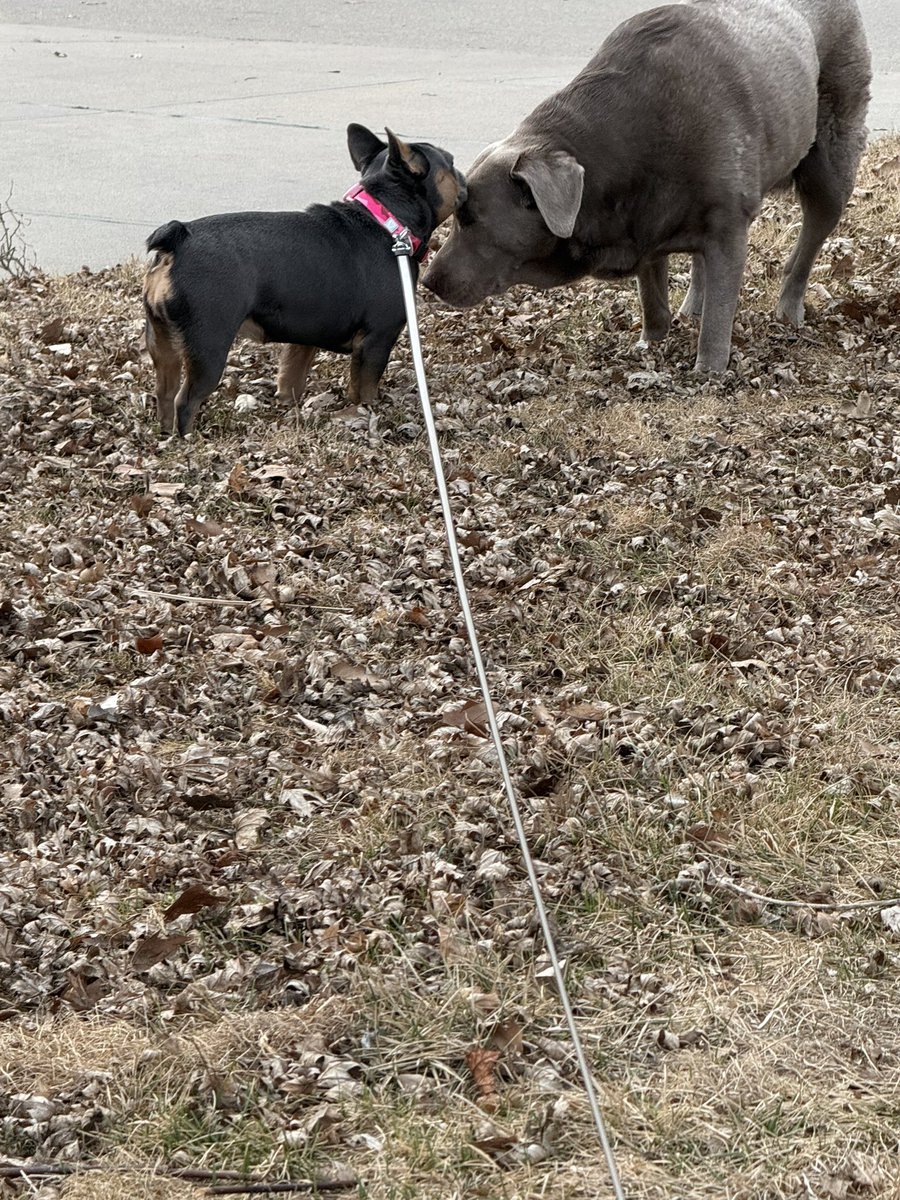 ElyseGallner's tweet photo. They are too cute 💖. #silverlab #frenchie #doggiesisters #mypups https://t.co/ENES9R5Pak