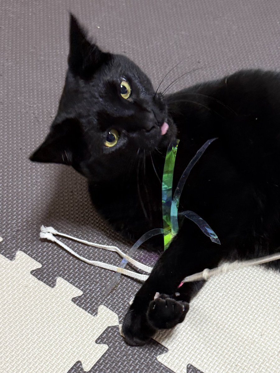 旅猫 (@tabinekocat) / Posts / X