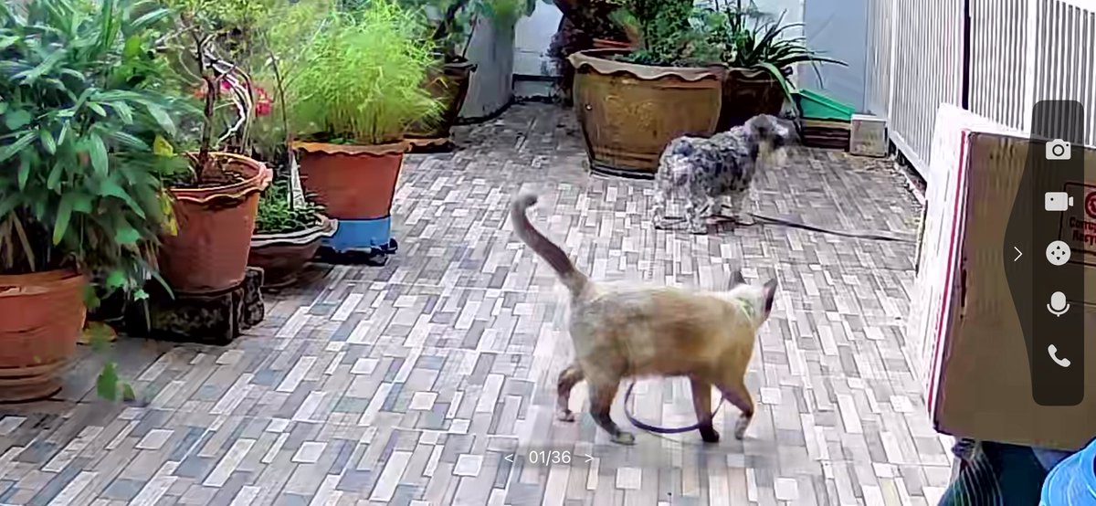 วันๆไม่ทำอะไีร นั่งส่องแต่หมา แต่แมว