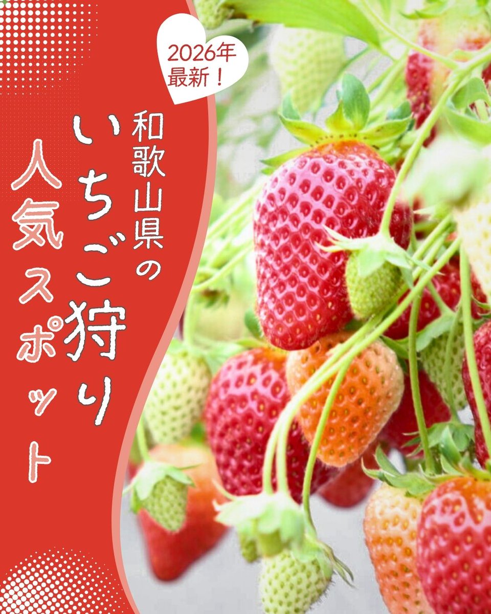 和歌山県】いちご狩り人気スポット2026年最新！ 開園スケジュール