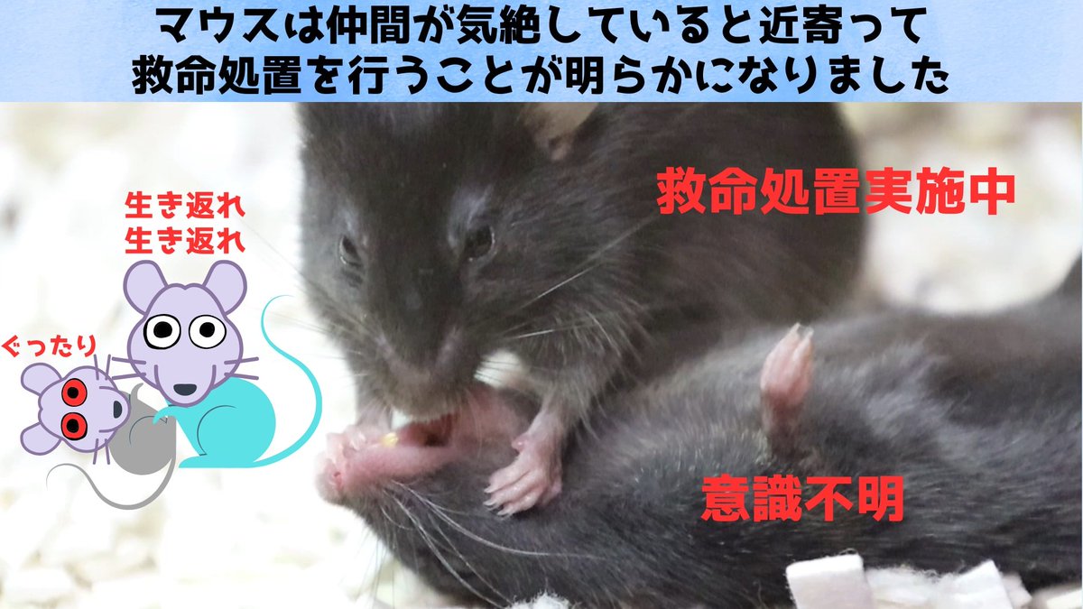 NazologyInfo's tweet photo. マウスも意識を失った仲間を見ると「救命処置」を施す
https://t.co/wpMa5zJ5xp

米USCによるとマウスは意識を失った仲間に対して舌を引っ張ったり、口の中の異物を取り除いたりする救命行動を示し、結果倒れた仲間の回復が早まるのだという。マウスでさえ仲間がピンチの時には助けるようです。 https://t.co/WAlGLmTpZn