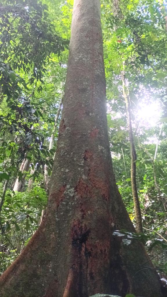 AbiluTangwa's tweet image. "The clock is ticking, and the need for action is urgent. Let's raise our voices and demand an end to ecocide. Our planet deserves better! #TimeForChange #NoMoreDestruction #SaveOurWorld"