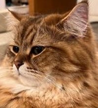 MOSDOSH's tweet image. 今料理を始める 👉