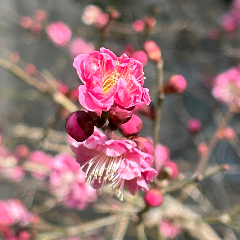 人文科学と材料科学で新知創造学際ハブ tweet media