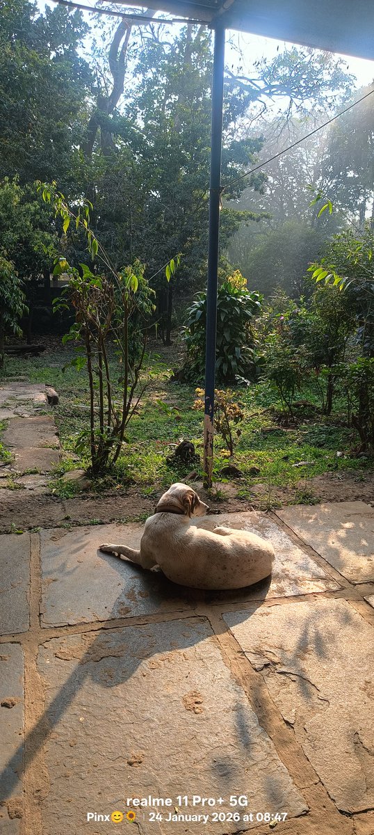 Pinky83996650's tweet photo. #AdoptDontShop
#SaveIndies
#dog
#DogLovers
#MyMadeInIndia
♥️🐶🤗 https://t.co/49RXUxJSb6