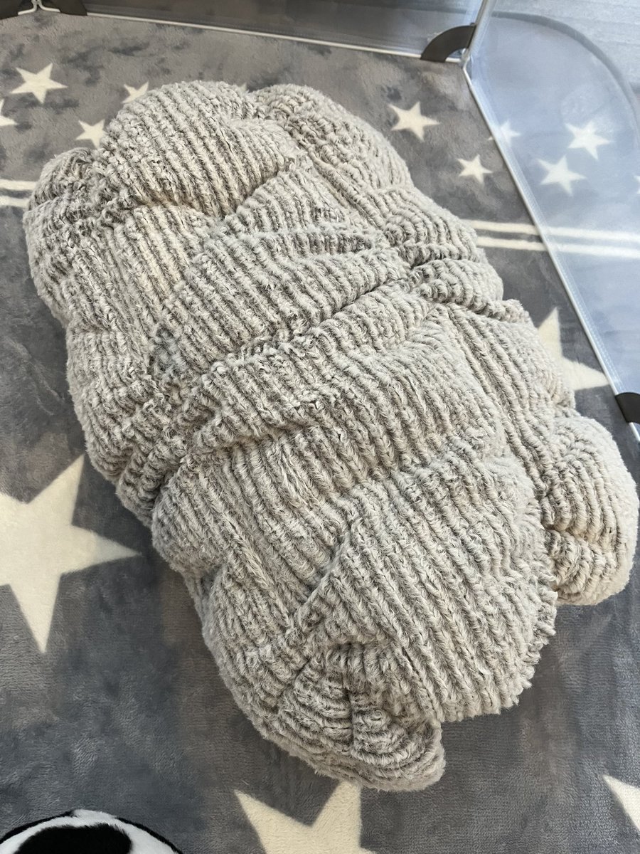 先日買った部屋んぽ用のもこもこトンネル気に入ってくれたみたい。