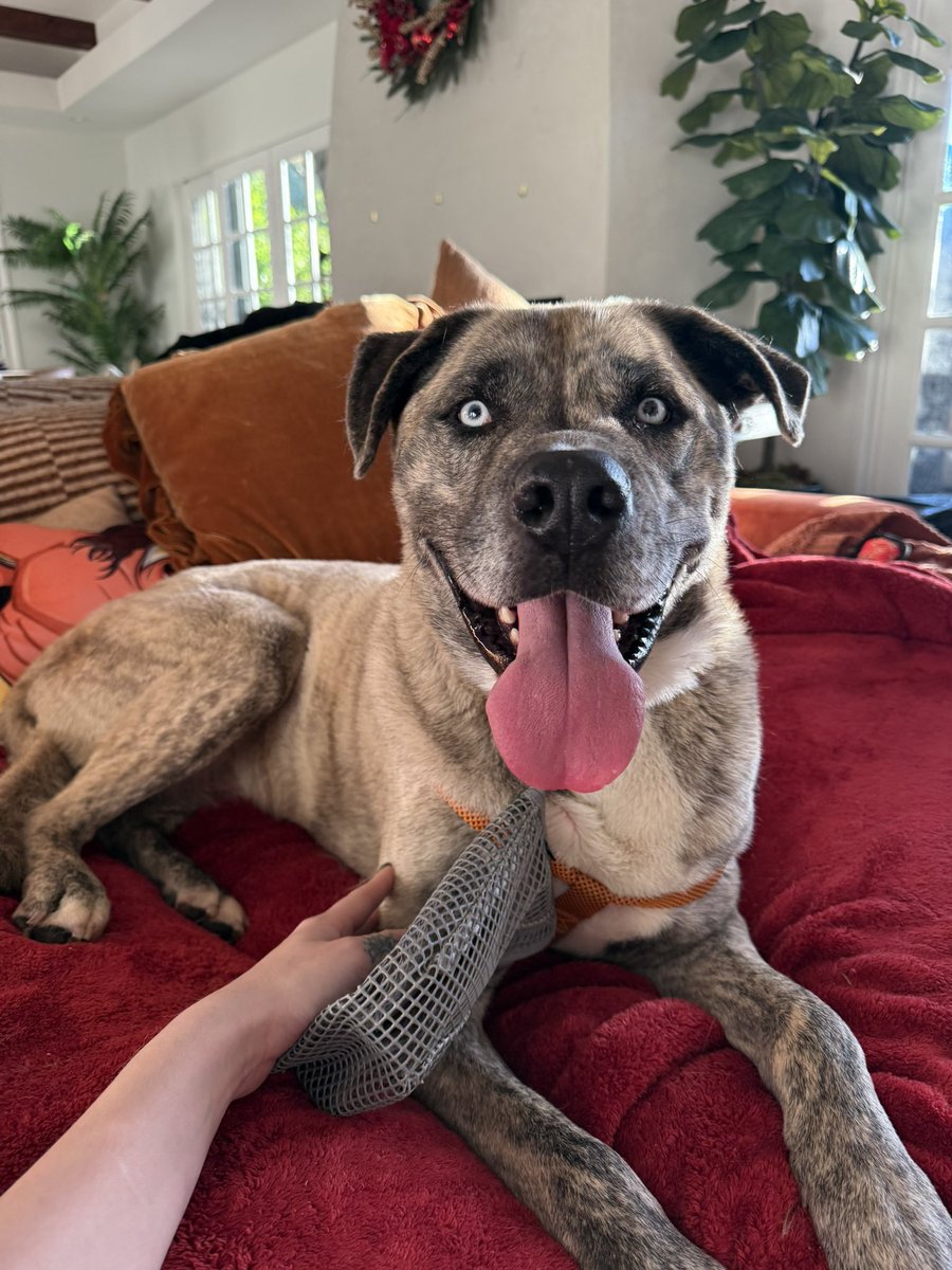 Saraya's tweet photo. Everyone meet Bennie ❤️ https://t.co/B3ulqqjNl8