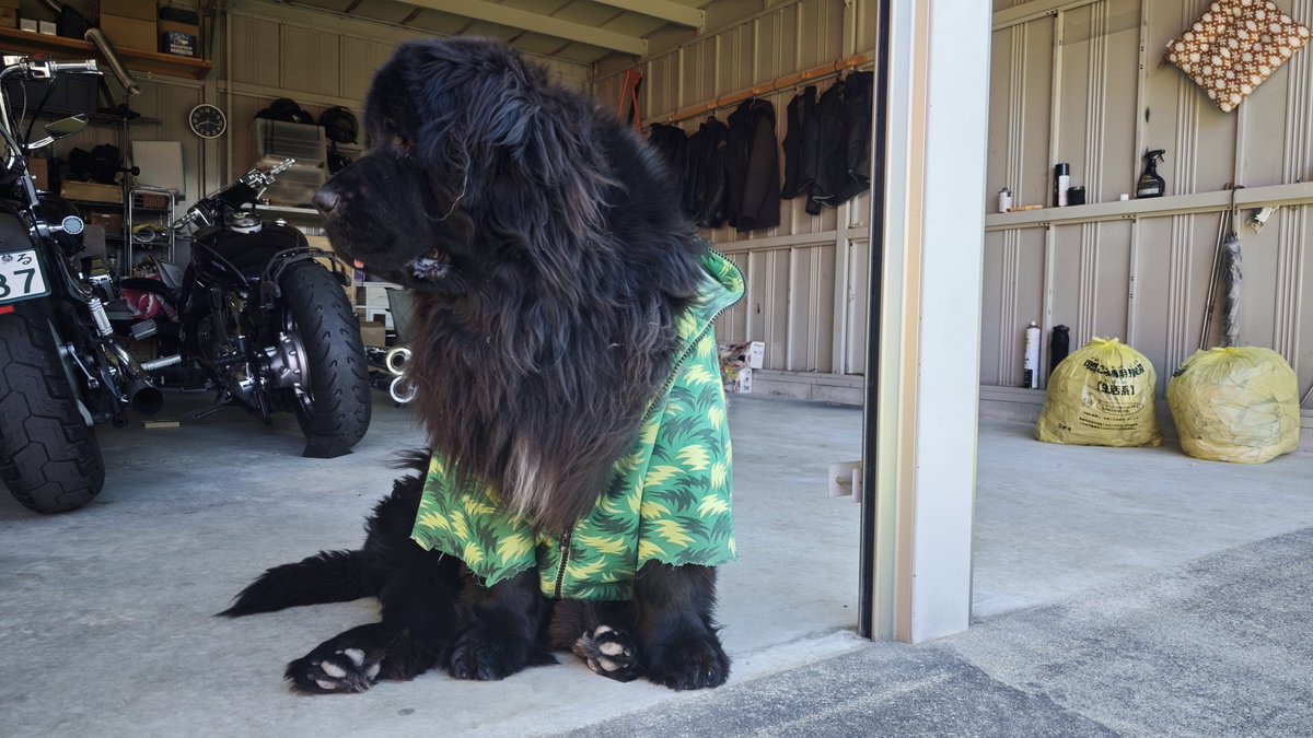 昨日モトブログ撮って帰ってきた時の話。 母『モプシー出した?』 俺