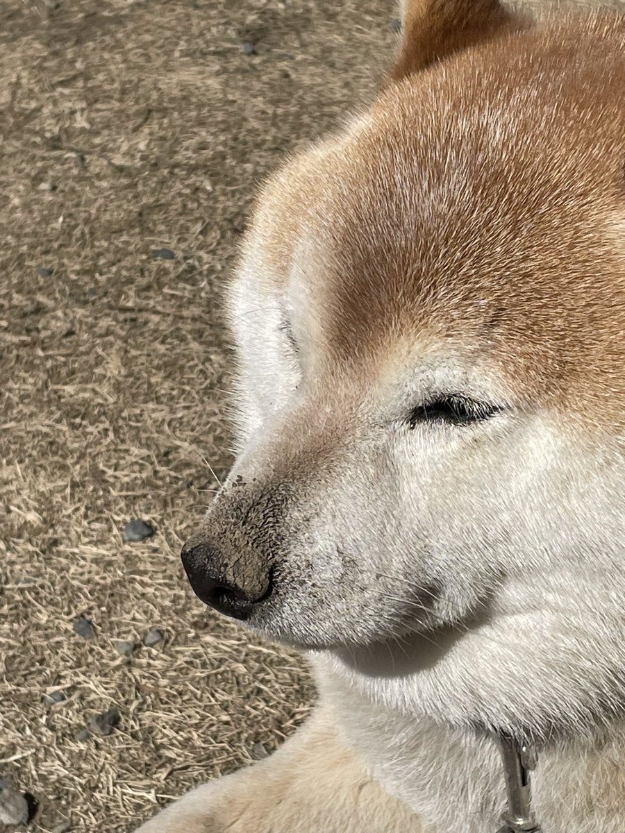 🐾こんにちワン🐶

まったり日向ぼっこしてたけど…
また泥んこ石ころ🪨転がして遊んでたみたいね🤣🤣🤣