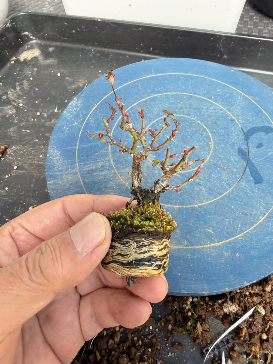 野薔薇の赤ずきんちゃん🌹 植替えしました😚 盆栽大野さんよりお迎え