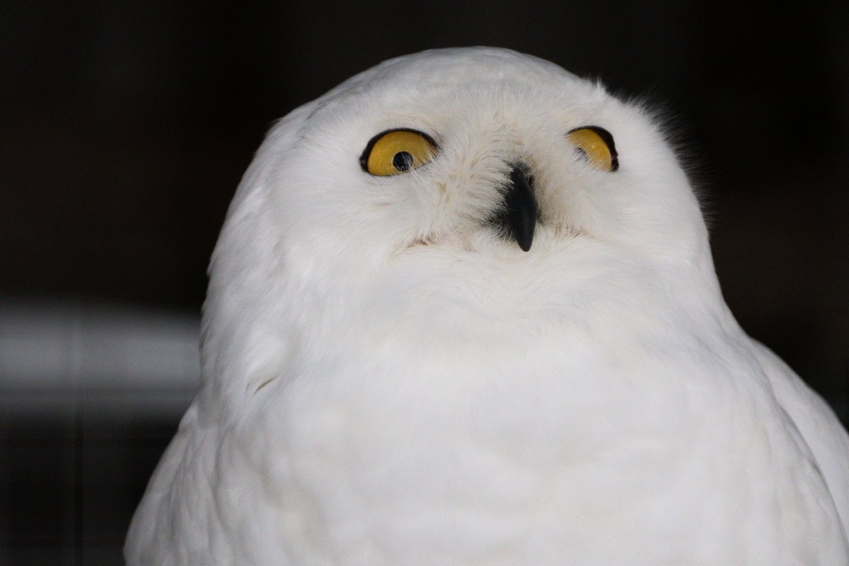 loser8w's tweet photo. 相変わらず不思議な動物（笑）

[使用機材:
α6700/100400GM］

#帯広動物園 #シロフクロウ #動物写真 #ファインダー越しの私の世界 https://t.co/LERj7v6mPc