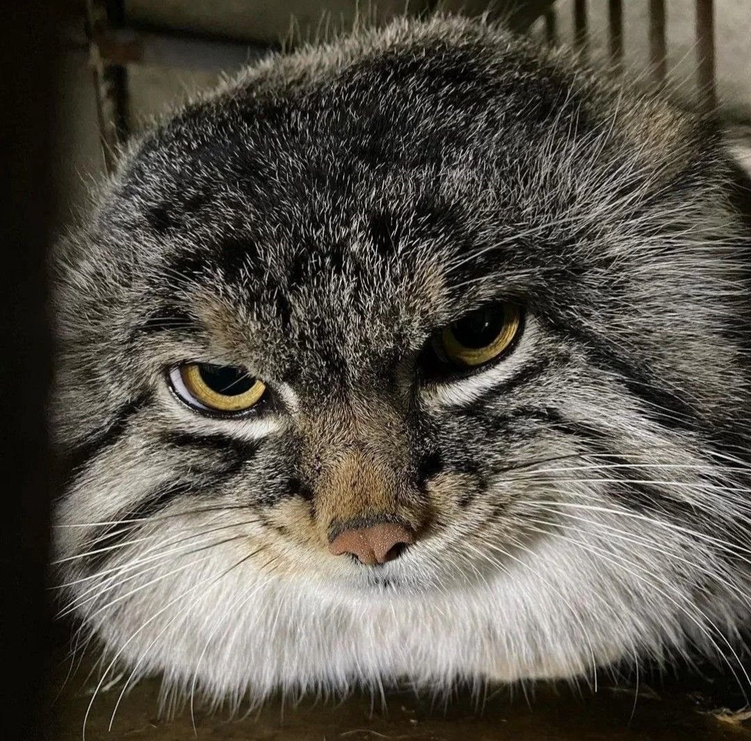 woofgonecrazy's tweet photo. fucking evil as fuck evil manul https://t.co/L0BwtPrB8O