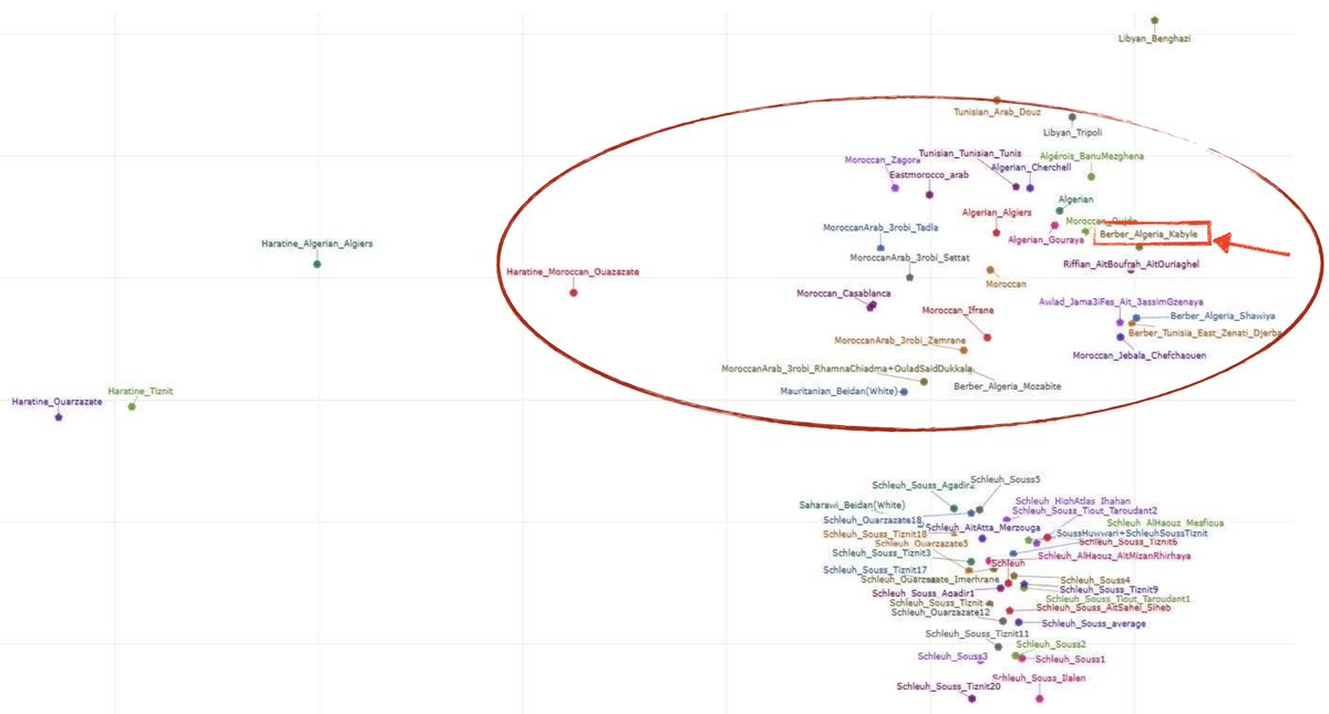 Chleuhist's tweet photo. You're LITERALLY kabyle. Which means on a genetic ancestry level you cluster closer the mullato black and and Arab moroccans you try so hard to distance your mutt kabyle race from. moroccan/subsharans will always genetically cluster closer to an algerian/Kabyle than to a Schleuh. https://t.co/k0DsgMiasr