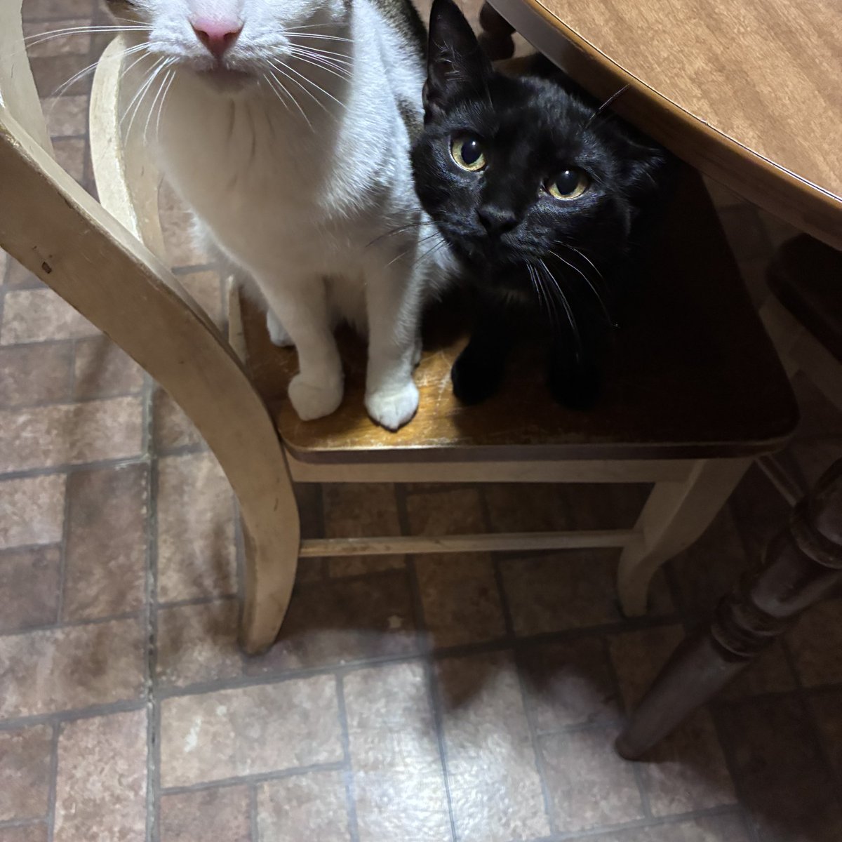 Tim Spann tweet media