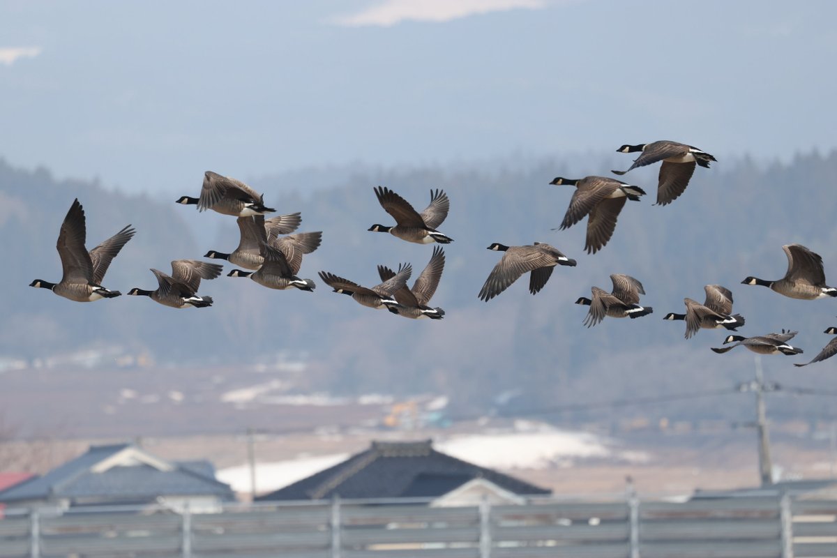Raptors_C_C's tweet photo. S様より提供いただいたシジュウカラガンの群れ。60羽ほどいたそうです。当地では観察できる機会の少ないガン類です。宮城県の蕪栗沼などが観察地として有名なのですが、保護活動が功を奏して個体数が増えてきています。絶���危惧ⅠA類。本当にシジュウカラみたいな顔です。
＃鳥海イヌワシみらい館 https://t.co/KdvX6bOGkv