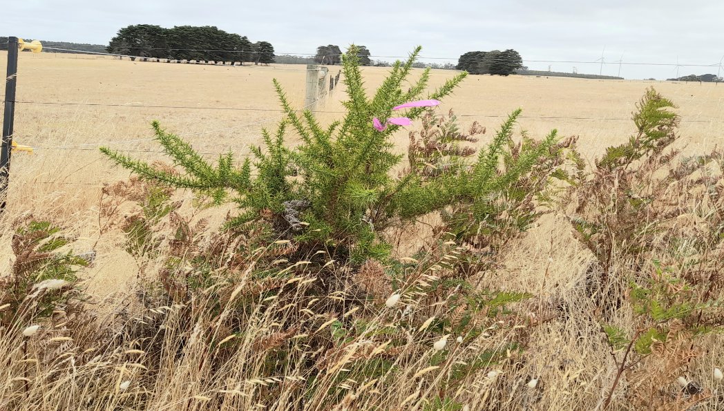 Agvocate_Au tweet media