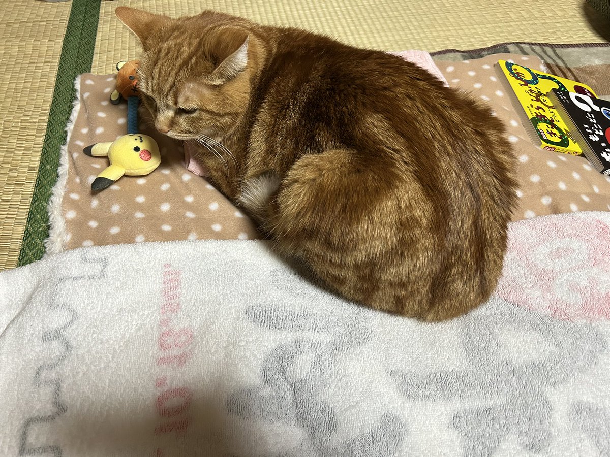 やきもち焼きのるぅ坊( •ω•ฅ).｡.:*