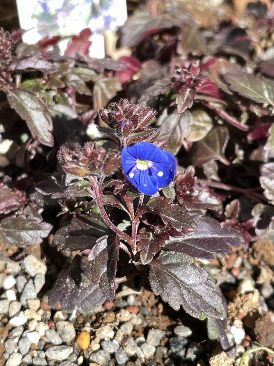 クリスマスローズ・ブラックパールに思った以上に蕾があってまだまだ咲いてくれそう。あとベロニカ・オックスフォードブルーもちっさく咲いてた！