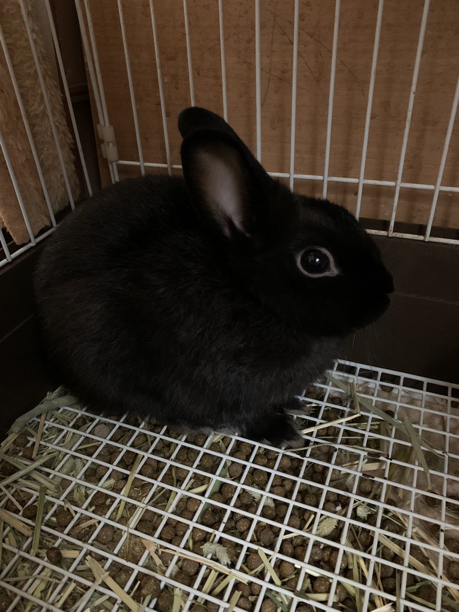 もったいつけるオカンです。 我が家の新入りです😊ネザーランド