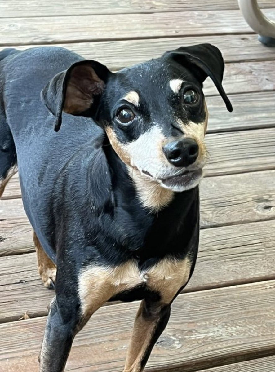 SteelHide Smitty🌈Wess🌈Chester🌈Kimber Josie tweet media