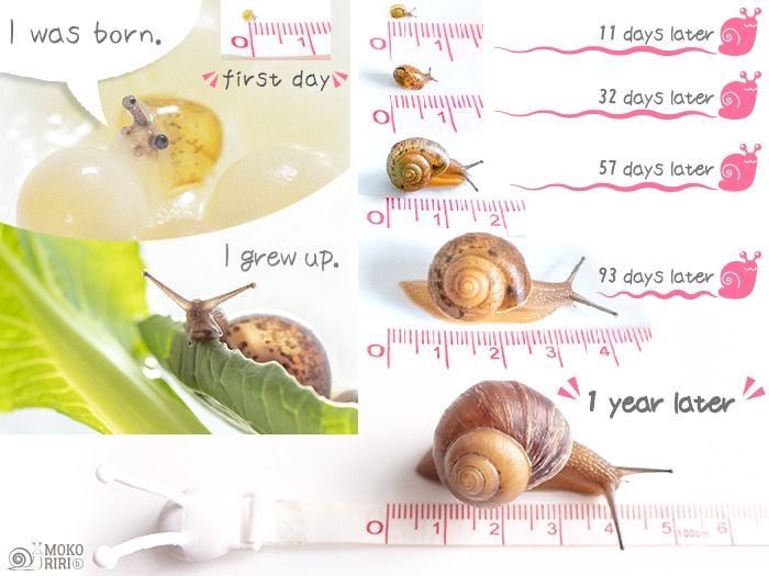 Mr. Biscuit (@personhavingfun) on Twitter photo 