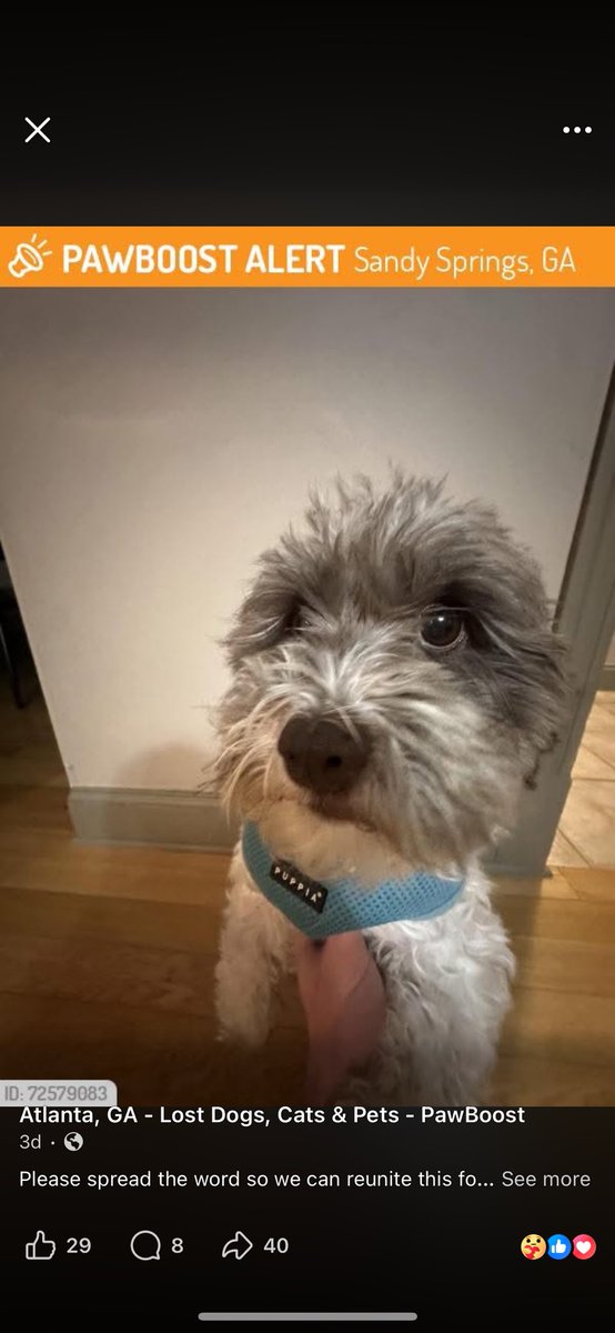 <a href="/DntBurnYoBridge/">Bridge ♡</a> Right!!! lol someone tagged a lost dog that looks just like her im praying that’s her but I think it’s my baby!