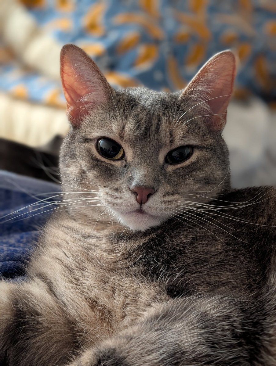 Sawyer is addicted to Pokopia 🦎 tweet media