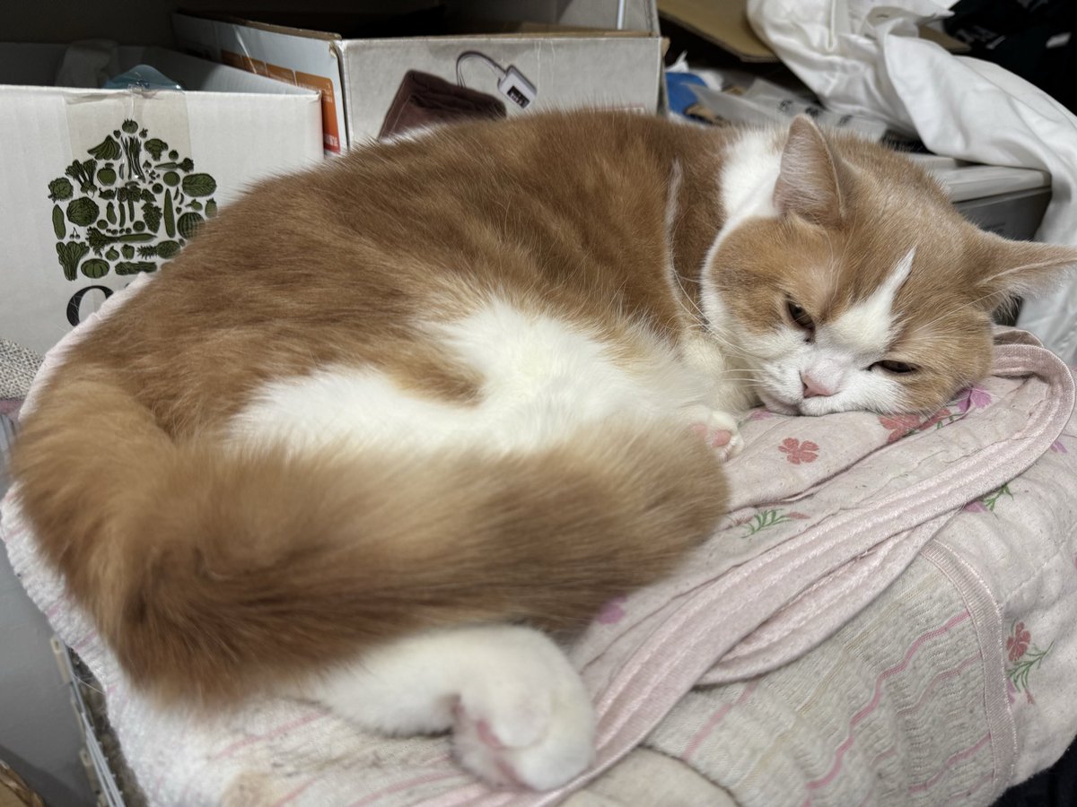 nnyankit's tweet photo. ねこちゃんきょうもかわいい! https://t.co/3FQZXHqTfG