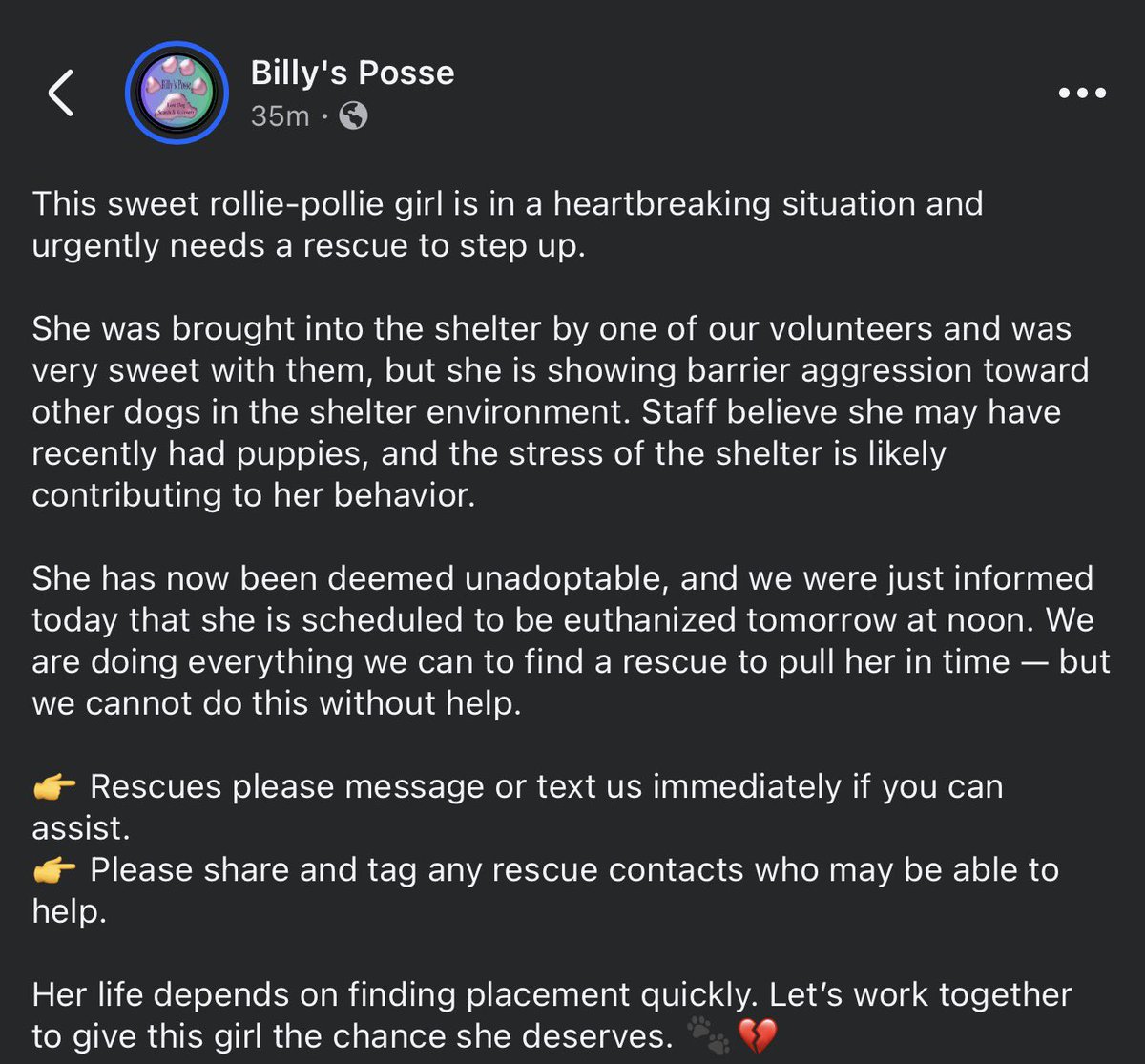 OmegaDoge420's tweet photo. Know a dog Rescue that can help?
I volunteer with @BillysPosse  and one of our members found this poor girl just a few days ago. Wisconsin Humane Society in Racine, Wisconsin deemed her not fit for adoption and planning to Euthanize tomorrow at 12pm https://t.co/iZiVWAv9aJ
