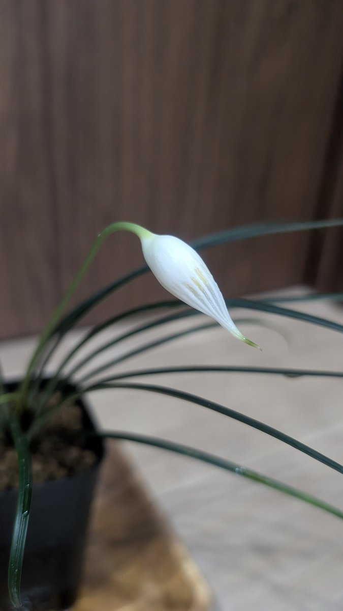 素晴らしい仏炎苞！
育成LEDで部屋が温まるのでこの時期でも夜は冷房つけてる😔

Fenestratarum culum