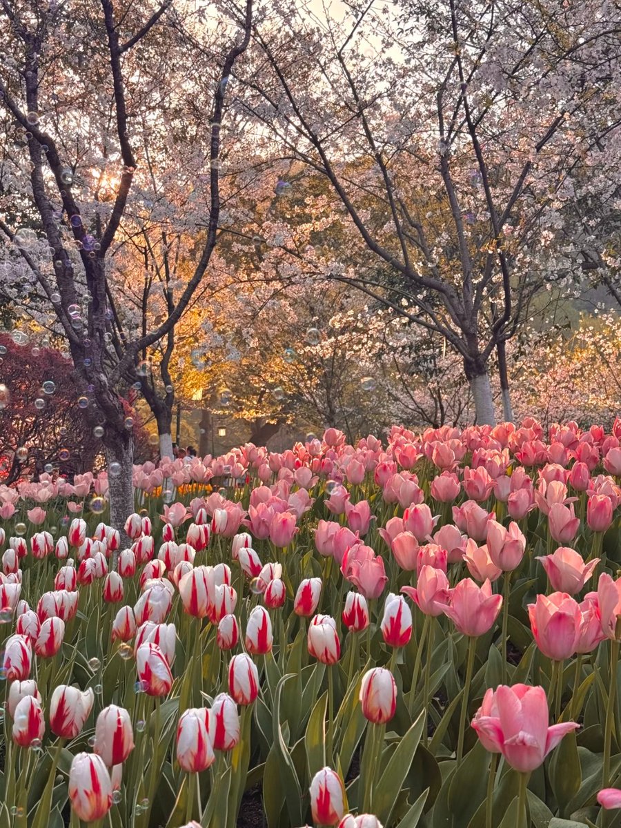 Harper Zhou（互fo互赞） tweet media