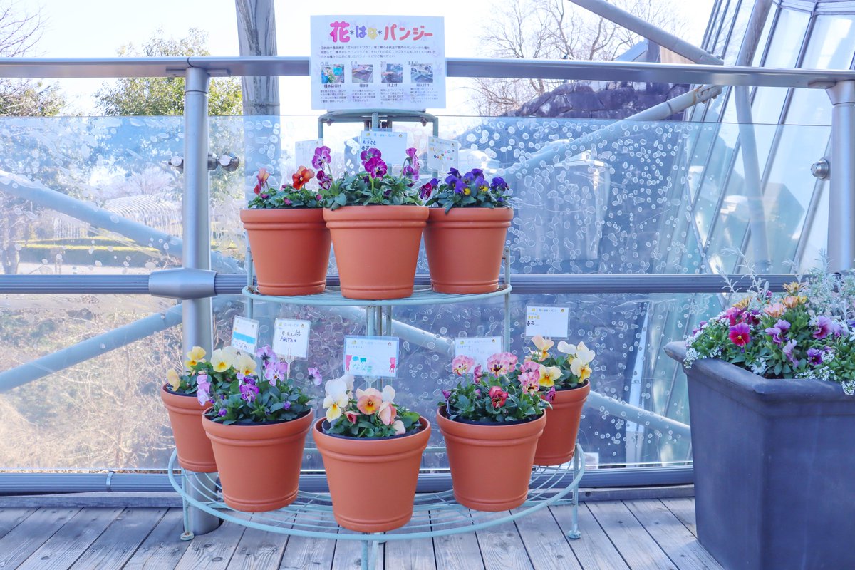 ✽*✽*✽
＃パンジービオラ展 が2/21(土)から始まりますよ🥳
新種もあるのでどんなお花が見れるのかワクワクしますね🤗
人気投票しますのでお気に入り探してみて下さい🧐

イベントなど詳しくは⏬
x.gd/PANzQ

#とっとり花回廊
