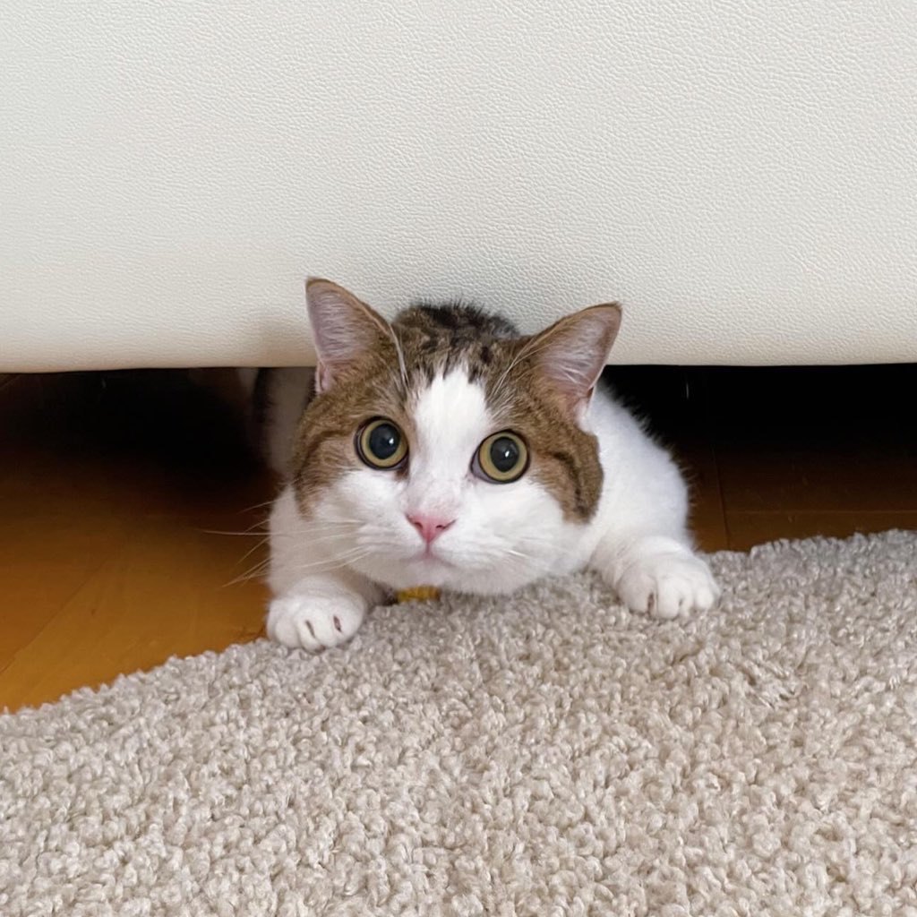 bokusorata's tweet photo. 我が家の次男坊ひなたくんです(ฅ•ω•ฅ)🐾

#ファミリ〜にゃ〜ト大作戦 https://t.co/WaVk4qv9uI