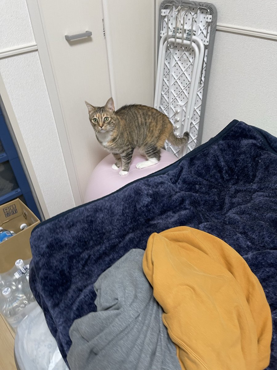 umenoconbu21's tweet image. おめーバランス取れてすげえじゃん！って思ったら固定されてた