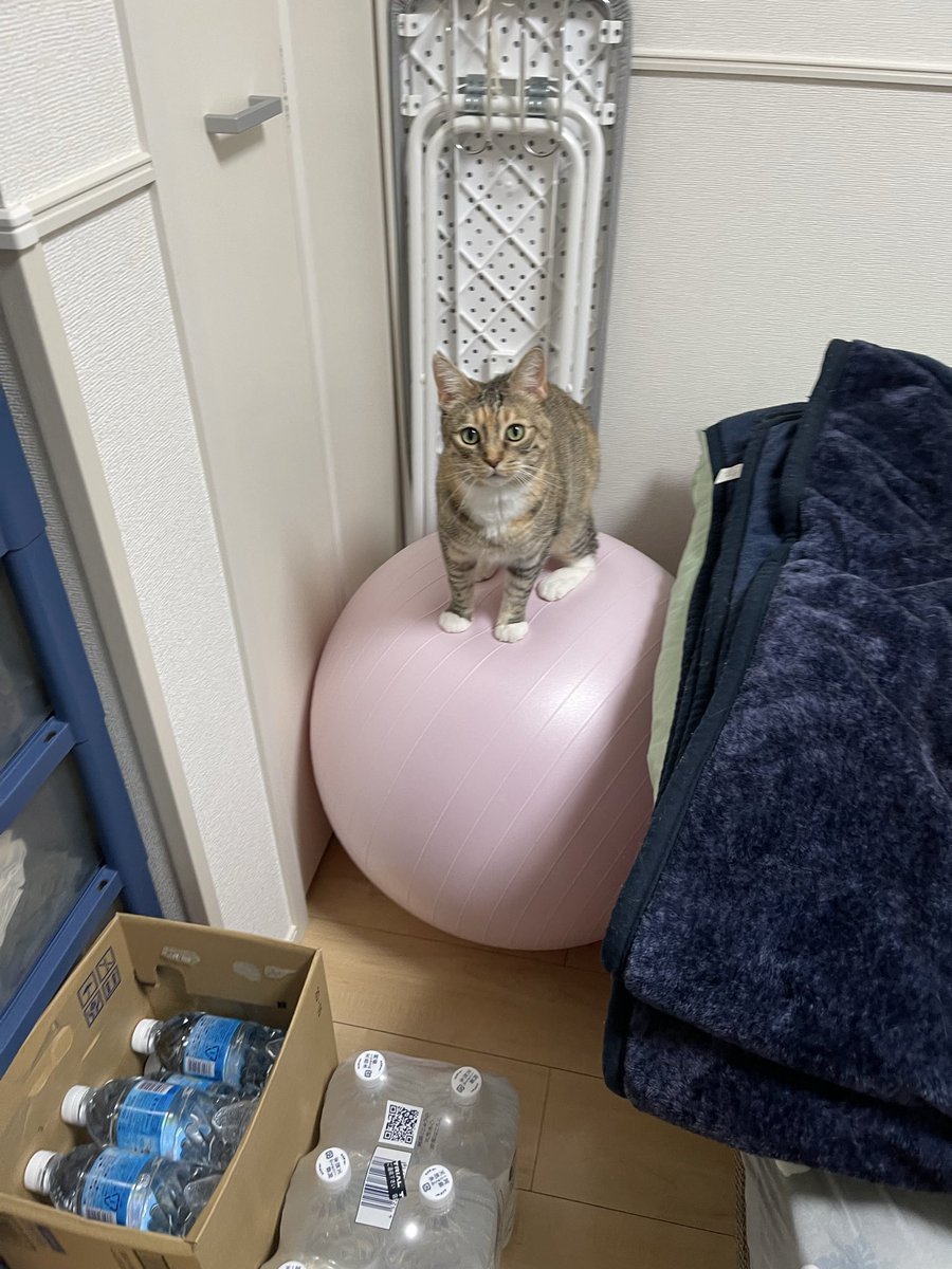 umenoconbu21's tweet image. おめーバランス取れてすげえじゃん！って思ったら固定されてた