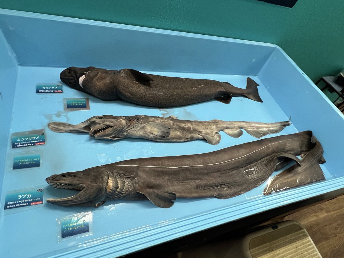 土日祝日限定で開催している深海生物タッチでは #ラブカ や