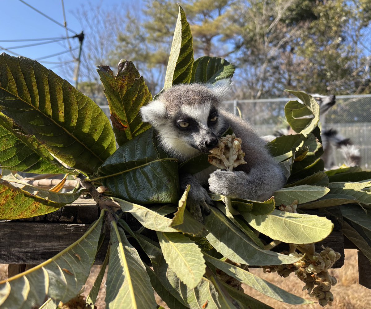 ビワの葉をかき分けて花をモグモグ(奥川)
#ワオキツネザル #チゴハヤ
