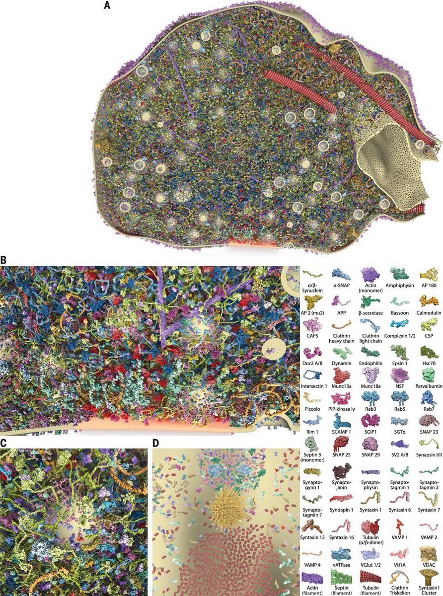 Andercot's tweet image. A realistic picture of how closely packed molecules are inside a synapse of a nerve cell.