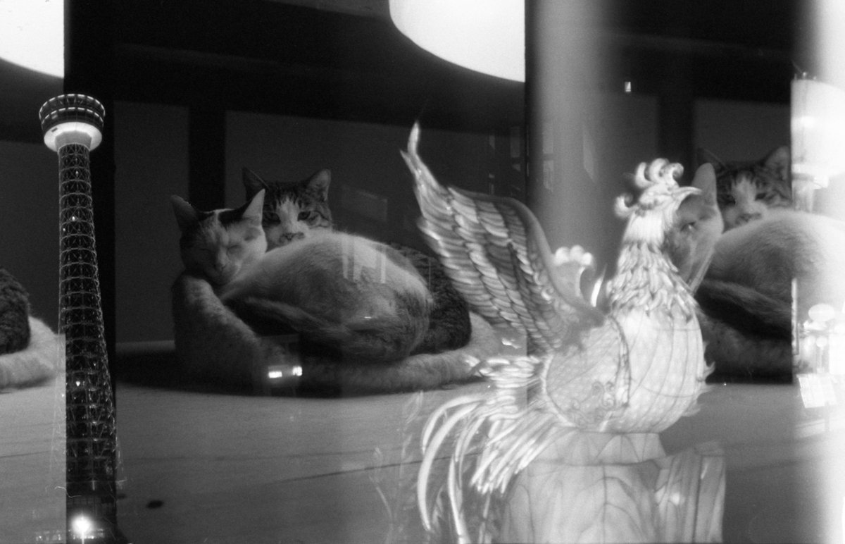 syashin_rensyuu's tweet photo. 撮影ミス/撮影済みフィルムを新品と勘違いして二度撮影
Olympus Pen D3
Lomo Lady Grey400
D-76
20℃ 1+1 10:15
#olympus
#pend3
#Lomography
#Ladygrey400
#自家現像 https://t.co/aRxOyotxBW