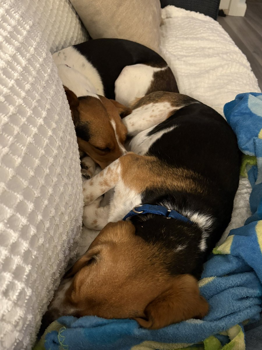 Winnie, Goldie & 🌈🐶 Pip da Beagle tweet media