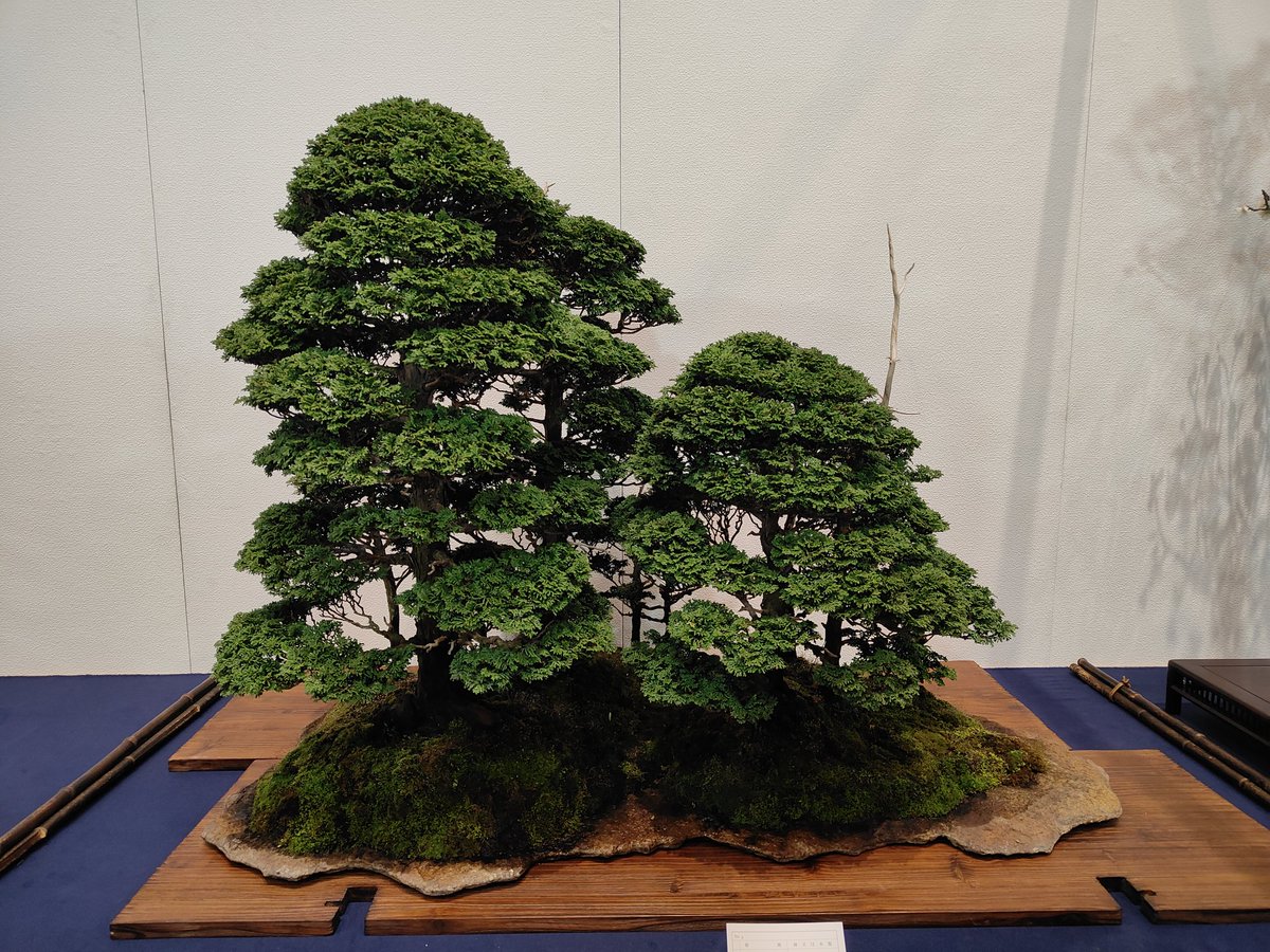 hiruma_bonsai's tweet image. 【第100回国風盆栽展　後期】
やっぱ株立は格好良い〜😘（4枚目は微妙w）
景色を出すのにはこれが一番ですね☝️
#盆栽
#BONSAI
#国風盆栽展
