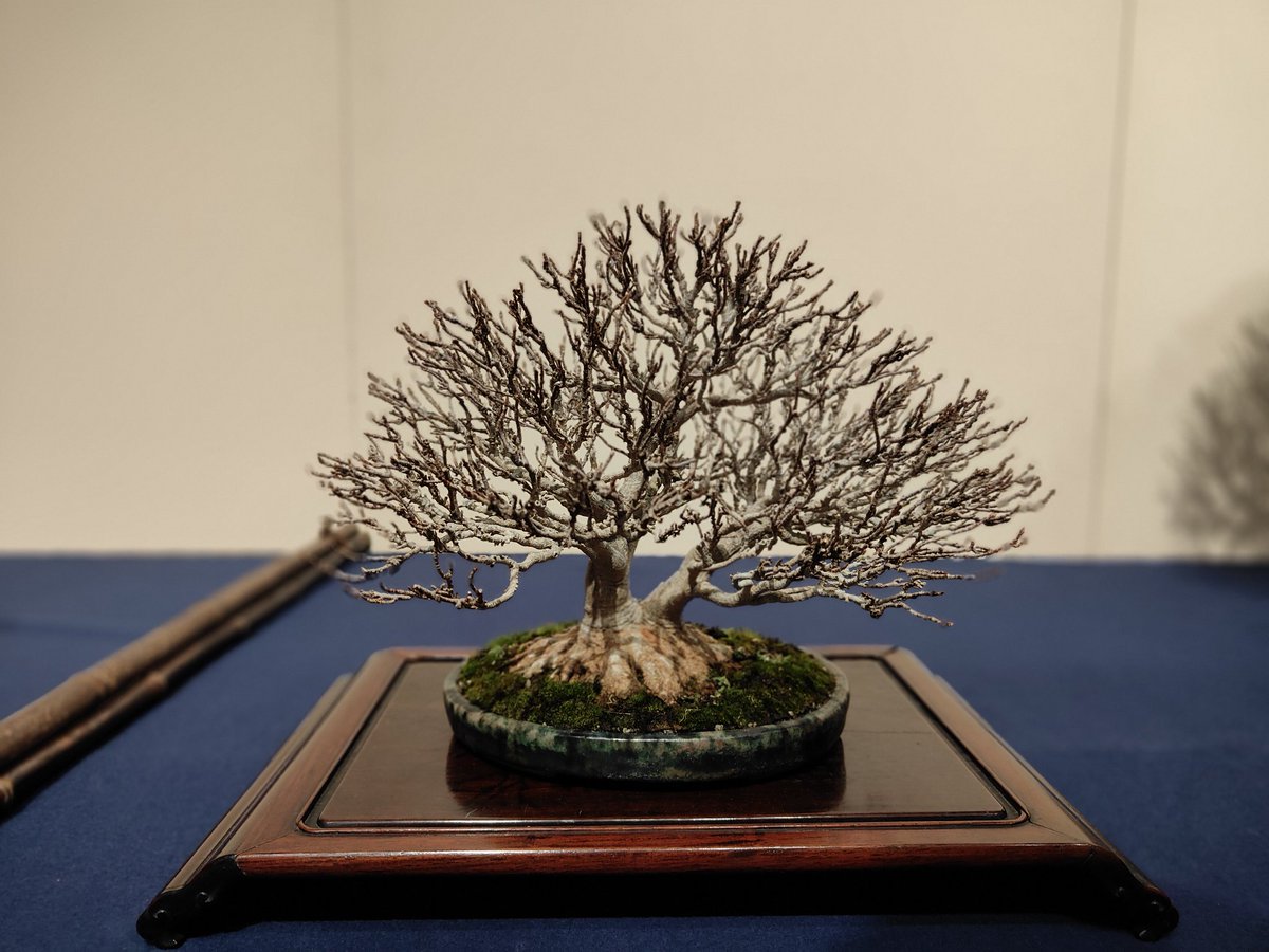 hiruma_bonsai's tweet image. 【第100回国風盆栽展　後期】
やっぱ株立は格好良い〜😘（4枚目は微妙w）
景色を出すのにはこれが一番ですね☝️
#盆栽
#BONSAI
#国風盆栽展