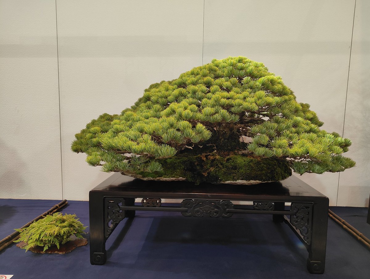 hiruma_bonsai's tweet image. 【第100回国風盆栽展　後期】
やっぱ株立は格好良い〜😘（4枚目は微妙w）
景色を出すのにはこれが一番ですね☝️
#盆栽
#BONSAI
#国風盆栽展