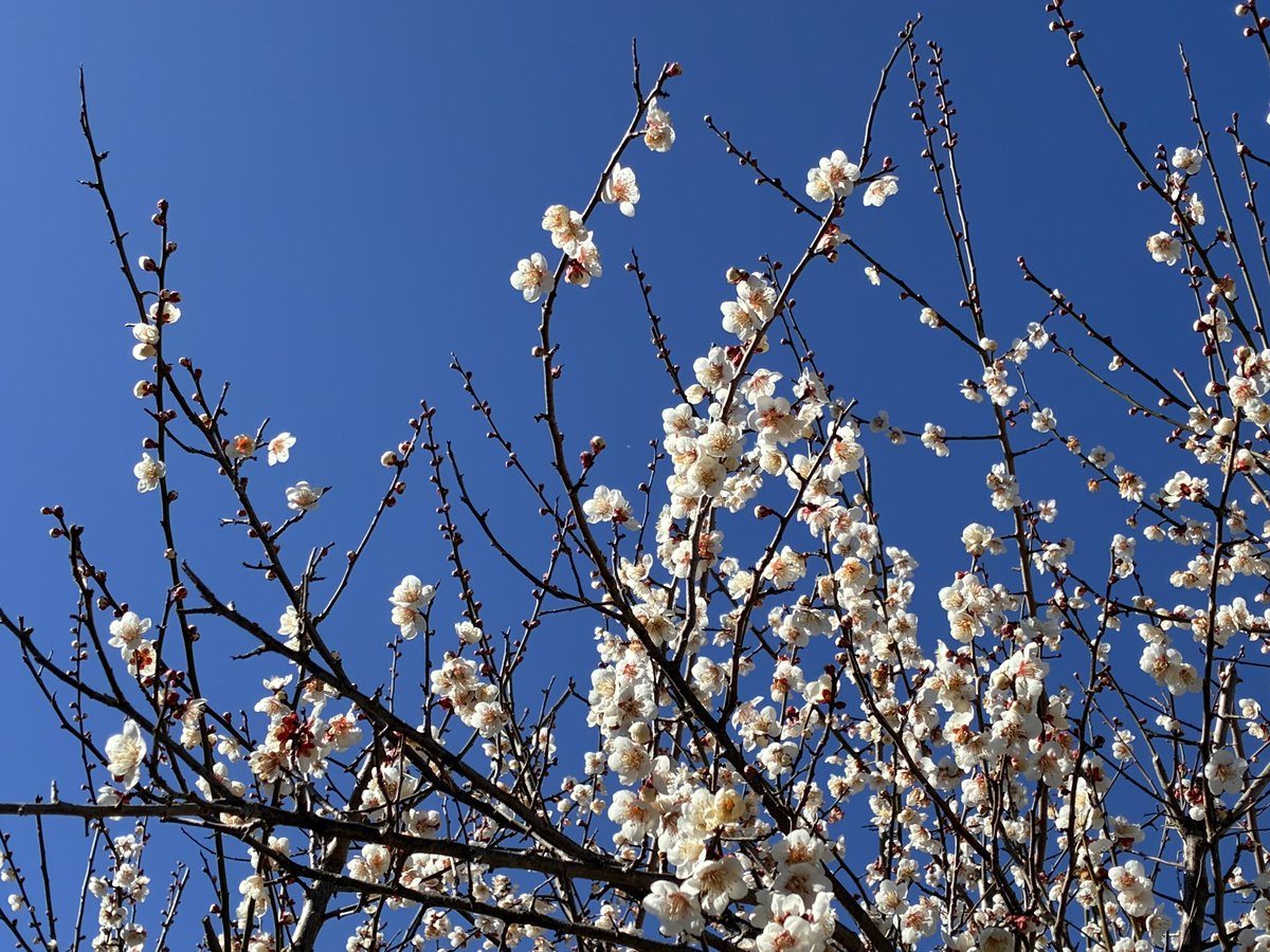 ハチワレキャンプ△ tweet media